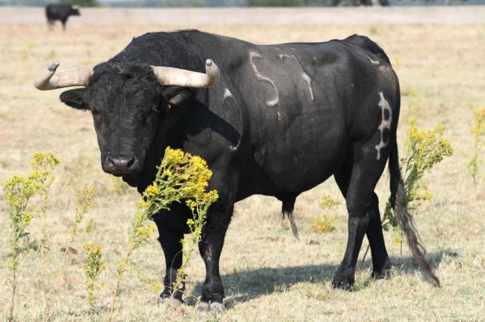 En fotos: los toros de Baltasar Ibán y Montalvo para el desafío ganadero del lunes en Cuenca