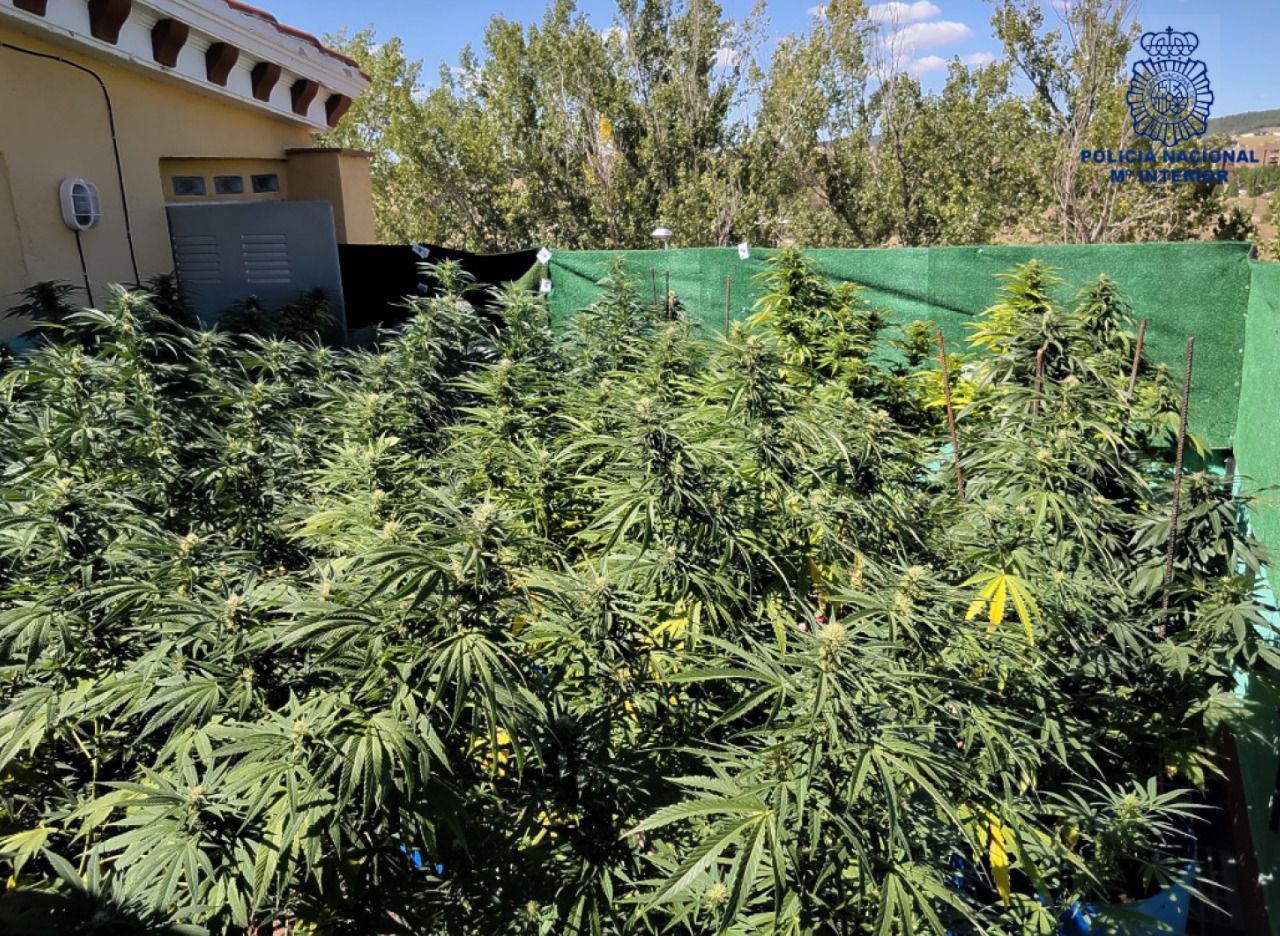 La Policía Nacional desmantela una plantación de marihuana instalada en la azotea de una vivienda