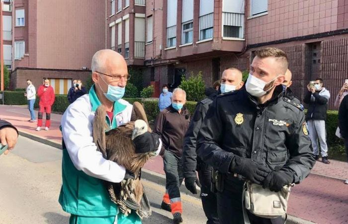 Rescatan un buitre del capó de un coche en la avenida de San Julián