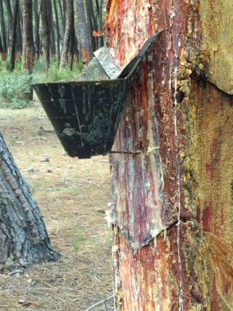 La Diputación saca una convocatoria de 24.000 euros para ayudar al sector resinero de la provincia