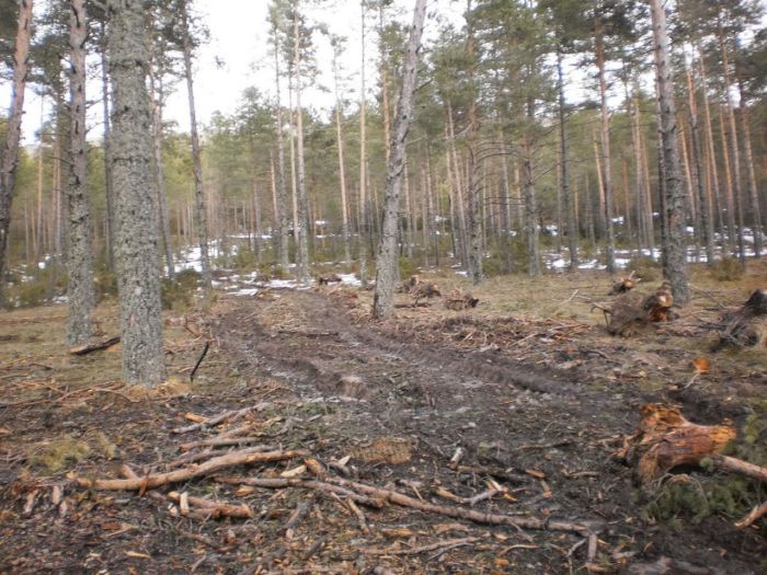 El juzgado de Primera Instancia abre diligencias por posible delito medioambiental en la Serranía de Cuenca