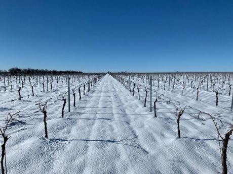 Ampliación de plazo para comunicar daños por heladas de invierno