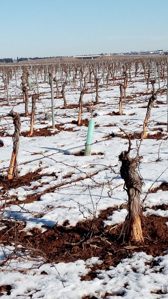 ASAJA califica como muy insufientes las medidas para paliar los daños de Filomena en el sector agropecuario