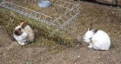 La crisis de costes lleva a la ruina a los ganaderos de conejo