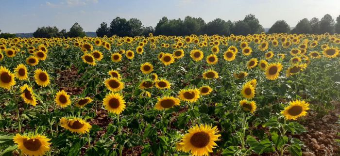 Campo girasol  de Villarejo de la Pen?uela