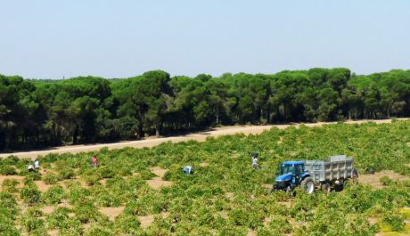 ASAJA denuncia que la industria incumple la Ley de la Cadena Alimentaria con unos precios de la uva que no cubren gastos de producción