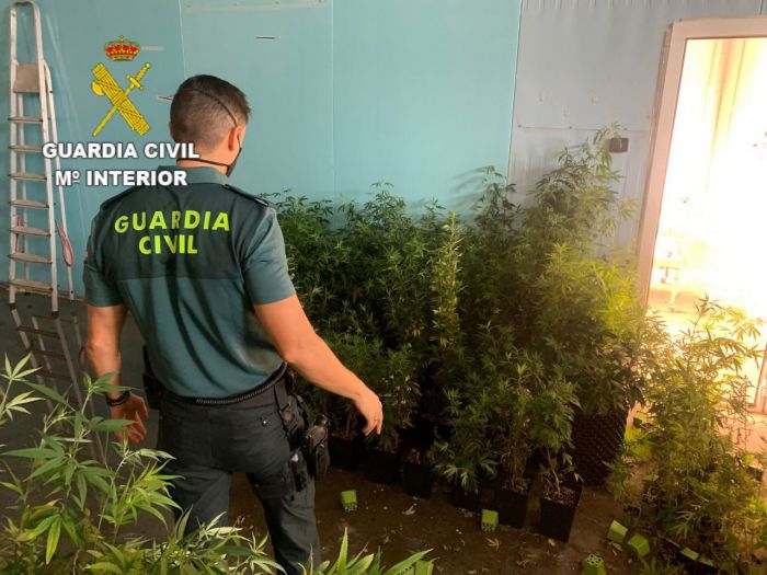 Localizada una nave con más de 1400 plantas de marihuana en el Polígono Los Palancares