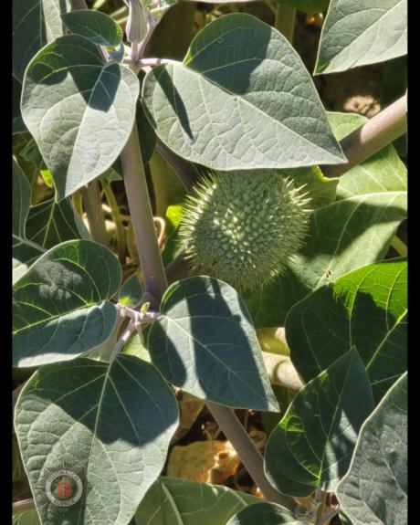 Detectan plantas de estramonio en Cuenca y piden no tocarlas