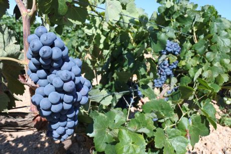 Los viticultores exigen control ante un final de campaña más que razonable