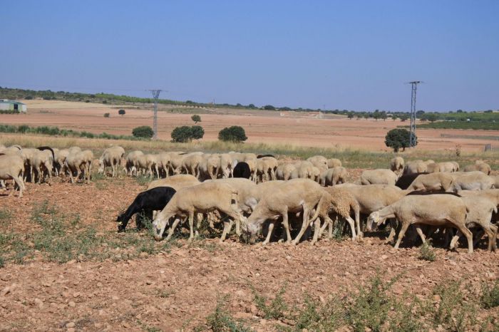 Una PAC orientada a quien de verdad trabaja en la agricultura y ganadería