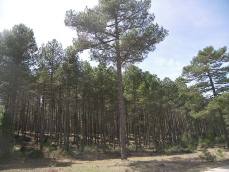 En busca de emprendedores para sacar el máximo rendimiento a los bosques de Cuenca
