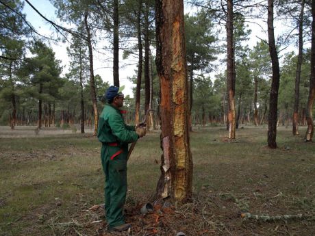 La Diputación ayuda a 15 resineros de la provincia con una ayuda de 1.000 euros para que continúen con su actividad