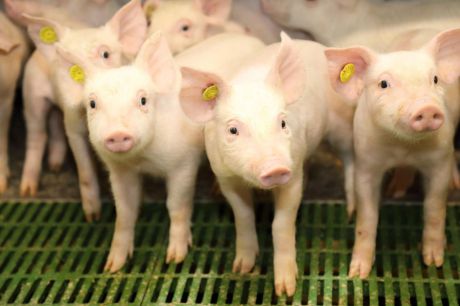 El sector del porcino diseñará una estrategia para impedir la moratoria contra las macrogranjas