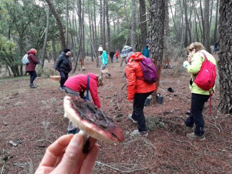 Los conquenses disfrutan de una ruta guiada micológica