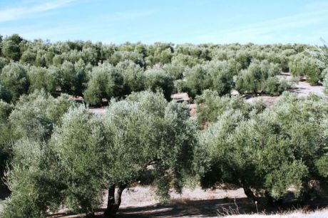 UPA reclama cambios normativos para proteger al olivar tradicional