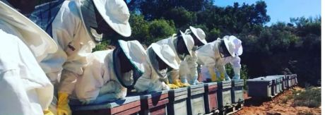 Colmenas Compartidas inicia un programa de apiturismo en Buenache de Alarcón