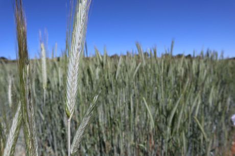 Asaja cifra en un 35% la merma de cereal en Cuenca a causa del calor de mayo 