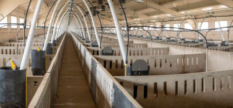 Ecologistas de la Manchuela muestran su oposición a la instalación de una macrogranja en Huete y presentan alegaciones al proyecto