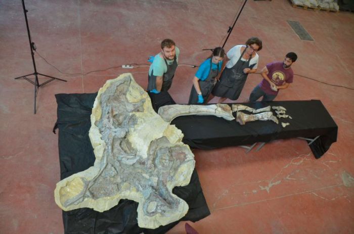 Concluye la restauración de una extremidad del titanosaurio de ‘Lo Hueco’, un hecho muy relevante para el estudio de los fósiles europeos