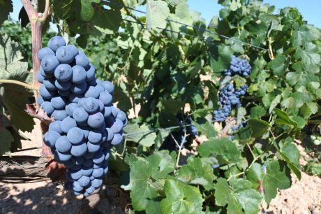 ASAJA insta a los viticultores a que denuncien las malas prácticas del sector industrial ante la AICA