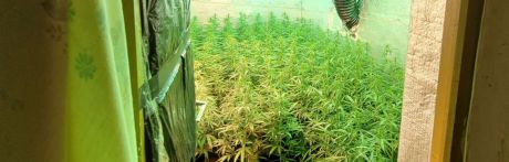 Desmanteladas tres plantaciones indoor de marihuana en la provincia