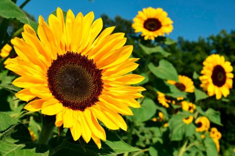 ASAJA defiende en Bruselas la ayuda proteica al girasol y la colza