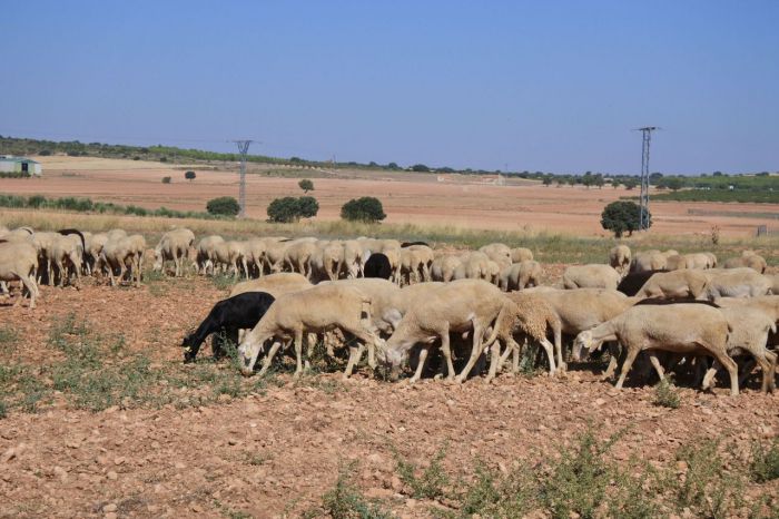 Diputación y Acción Contra el Hambre ponen en marcha la segunda escuela de empleo de pastoreo en Sotos