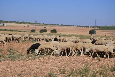 Detectan un foco de viruela caprina en Villaescusa de Haro y estudian otro posible foco