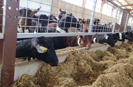 Aprobada la concesión de ayudas para la reposición de ganado en las explotaciones afectadas por la viruela ovina y caprina