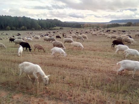 Se levantan las restricciones a los movimientos ganaderos por la viruela ovina y caprina