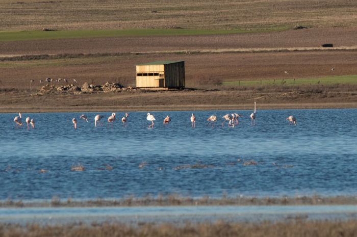 Observatorio de aves de la laguna de El Hito. Fotografía: Javier Belinchón. Fundación Global Nature