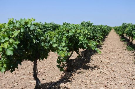 Se abona 903.592,55 euros a 61 agricultores conquenses en ayudas a la reestructuración del viñedo