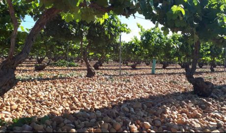 Más alcohol, distinto sabor, otro color... así afecta el cambio climático al vino