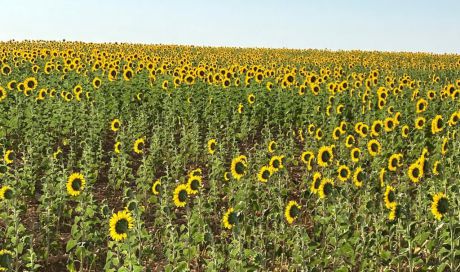 Castilla-La Mancha, primera comunidad que flexibiliza la PAC con garantías jurídicas para evitar penalizaciones a agricultores y a la región