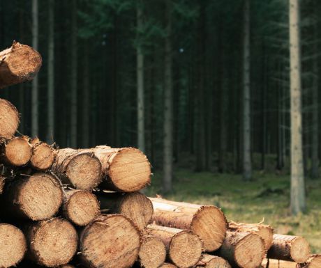 Se conceden 2,5 millones de euros para proyectos de bioeconomía forestal en la provincia