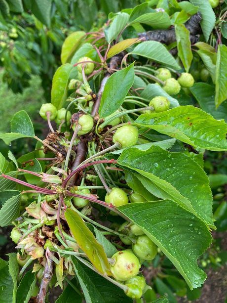 Cañada del Hoyo pedirá ayuda tras los "graves daños" en el campo por la tormenta