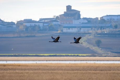 Diputación y Fundación Global Nature seguirán colaborando en la laguna de El Hito con un convenio dotado con 45.000 euros