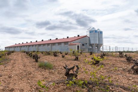 Autorizan una explotación avícola para 198.000 gallinas ponedoras en Honrubia