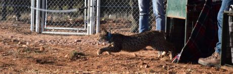 Liberados en Cuenca tres nuevos linces ibéricos para impulsar la recuperación de la especie en la provincia