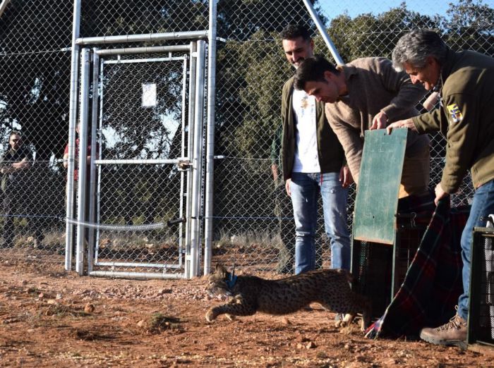 Liberados en Cuenca tres nuevos linces ibéricos para impulsar la recuperación de la especie en la provincia