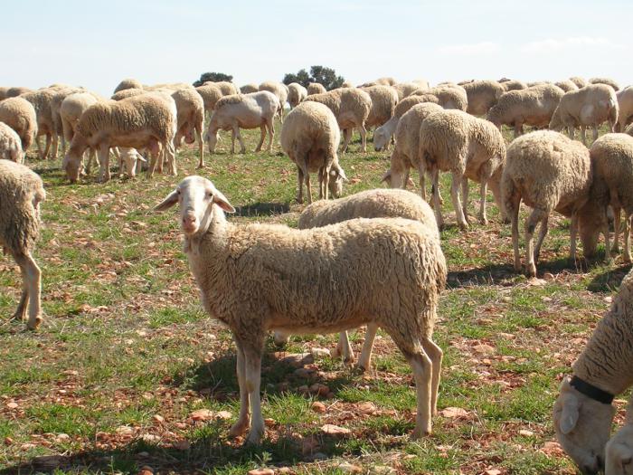 En venta 350 ovejas manchegas en Zarza de Tajo