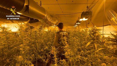 Desmantelada una plantación de marihuana “indoor” con 500 plantas listas para ser recogidas