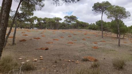 Quintanar del Rey replantará más de 700 pinos en el paraje de San Isidro