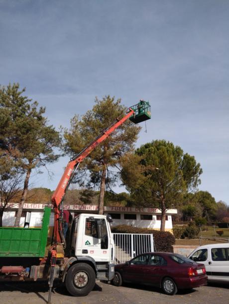 El Ayuntamiento realiza actuaciones de lucha contra la procesionaria en el Colegio Fuente del Oro y en toda la ciudad