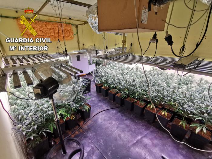 Desmantelada una plantación de alto rendimiento en Burguillos de Toledo con 385 plantas