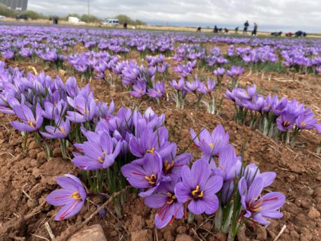 'Azafrán, el otoño de la flor', esta semana en 'Repor'