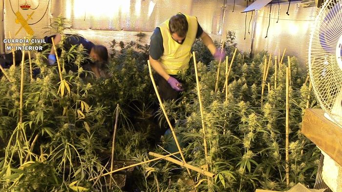 La Guardia Civil desarticula una organización criminal dedicada al tráfico y cultivo de marihuana