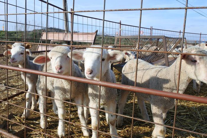 Castilla-La Mancha es declarada oficialmente región indemne a la brucelosis ovina y caprina