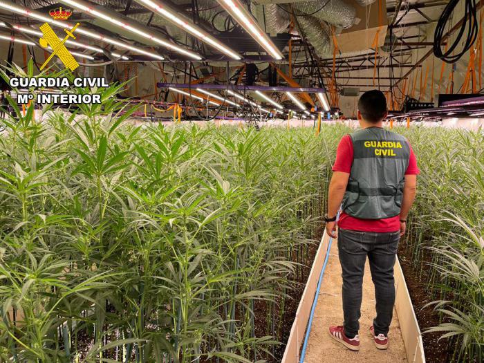 Desmanteladas dos plantaciones con más de 6000 plantas de marihuana