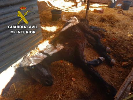 La Guardia Civil investiga a un hombre por maltrato animal de un caballo en Carrión de Calatrava